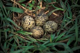 9 common bird eggs to identify