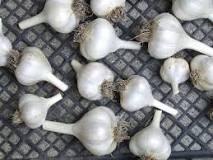 Does freezing garlic ruin it?