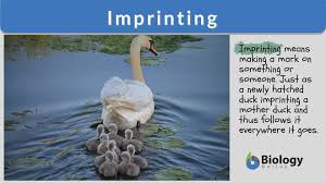 imprinting definition and exles