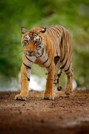 Image result for indian tiger images