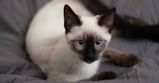 Although no cat is truly hypoallergenic, some cats shed less and produce less of the allergen that causes trouble. Siamese Cat Everything You Need To Know About The Breed