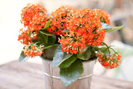 Low maintenance and produces flowers in spring and summer. Top 12 Flowering Houseplants To Add Color To Your Home