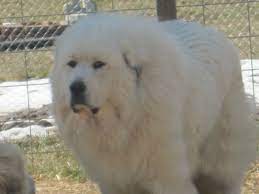 Find free puppies near me, adopt a puppy, buy puppies direct from kennel breeders and puppy owners in chad. Harvest Acres Pyrenees Great Pyrenees Breeder