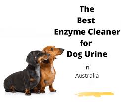 the best enzyme cleaner for dog urine