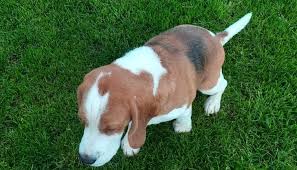 If you are looking for beagle puppies for sale in nc then we request you to gear up for the most significant festival that has made it possible for dog's lover to choose from the variety of dogs. Beagle Puppies For Sale Home Facebook
