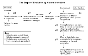 Flow Chart Evolution By Natural Selection Download