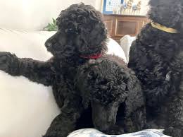 poodle standard puppies available