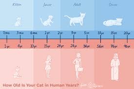 If we think like a cat, here's how a cat's age compares to a human's age. How Old Is Your Cat In Human Years