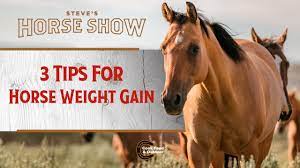 3 tips for horse weight gain you