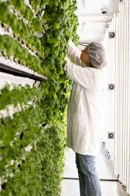 Vertical Farming Systems For Urban
