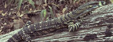 Image result for lace monitor lizard
