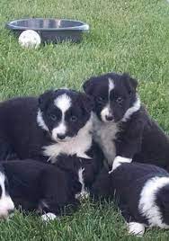 Find a border collie puppy from reputable breeders near you and nationwide. Abca Border Collie Puppies 8 Weeks Old For Sale In Pueblo Colorado Classified Americanlisted Com