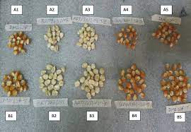 seed sizes of five maize varieties a