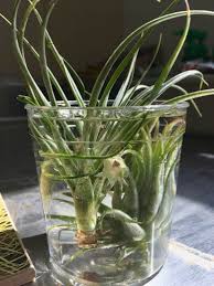 Maybe you would like to learn more about one of these? Complete Guide To Air Plants Tillandsia Our House Plants