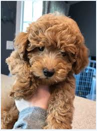 Curious about the mini goldendoodle? A Smart Educational Look At What Mini Goldendoodle Puppies Really Does In Our World Dog Breed