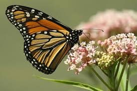 of monarchs milkweed top stories