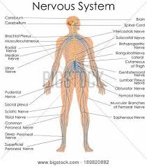 Medical Education Chart Of Biology For Nervous System