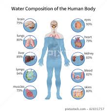 body water percene stock