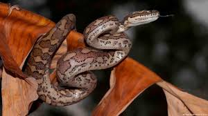 australia python bites drags child