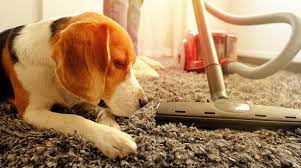 removing dog odour from carpet
