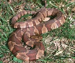 Junior varsity snake! the mere mention of the word evokes an emotional response. Snakes Wildlife Illinois