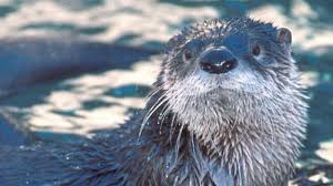 It has been almost no contest in my mind that river otters outweigh sea otters on the cuteness scale. Otters Making A Comeback In Lake County And Throughout The State Chicago Tribune