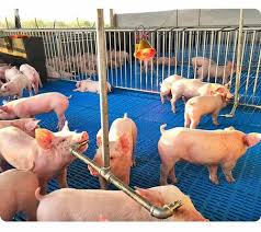 plastic slatted flooring for pig farm