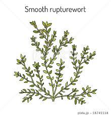 smooth rupturewort herniaria glabra