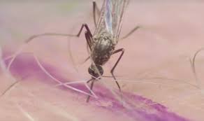 Възрастните комари се появяват след развитието на пупата, като първоначално плуват на водната повърхност. Informaciya Za Komari Nexles