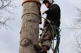 Reasonably priced and very professional. Tree Service In Lawrenceville Ga Tree Care Pruning Removal