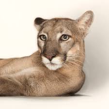 Cougar National Geographic