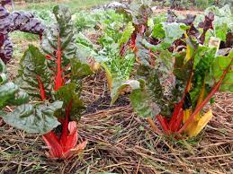 12 vegetables you can grow in winter