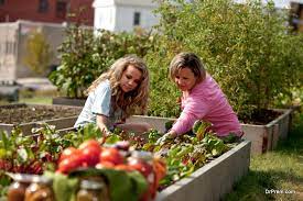 how to start a vegetable garden from