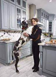 Kitchen Was Inspired By A Great Dane