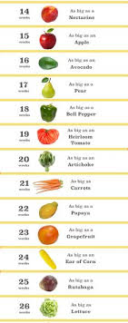 Pregnancy Baby Size Chart Fruit Baby Size Chart During