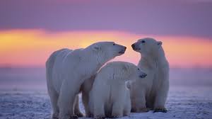 1920x1080 polar bear family laptop full
