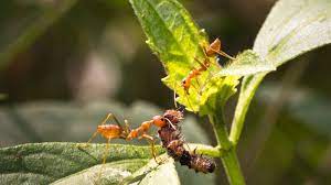 get rid of ants in vegetable garden