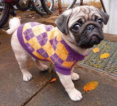 That's why we think this pictures of pug puppies page is the cats meow. Fritzi S New Pullover Pug Pugs Dog Clothes Puppy Dogs Senior Dog Dog Clothes