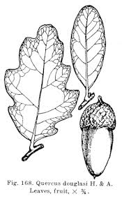 quercus douglasii blue oak trees of