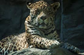 free stock photo of jaguar