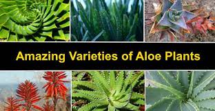 Large green leaves with white gold teeth. Types Of Aloe Plants Amazing Varieties Of Aloe Vera Plants Pictures