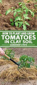 plant and grow tomatoes in clay soil