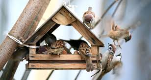 House Sparrows Away From Your Feeders