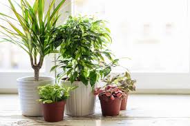 how to get rid of gnats on houseplants