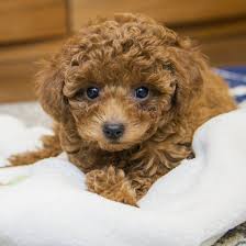 1 poodle puppies in california