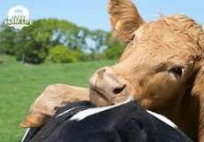 do-cows-love-their-owners