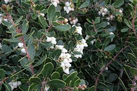 arctostaphylos densiflora emerald