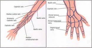 Vein Mapping Arm Veins Iv Insertion Hand Veins