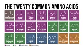 common amino acids skeletal formulas