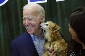 Champ, who was the family's cherished companion, died peacefully at home, president biden and the first lady said. Neue First Dogs Diese Hunde Ziehen Mit Joe Biden Ins Weisse Haus Ein Panorama Stuttgarter Zeitung
